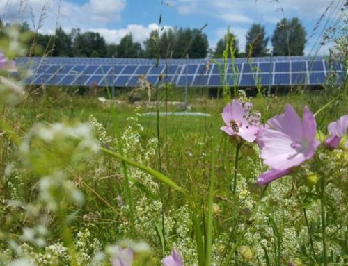 Anmeldung geöffnet! Workshop zur Rolle der Freiflächen-Photovoltaik für die Biodiversität – am 14.03.2024 in Gresten, Niederösterreich
